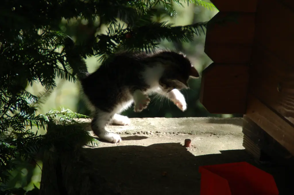 Andachtsbild von ❤️♥★ Maja ❤️ zum Gedenken - 146 Wochen ★♥❤️