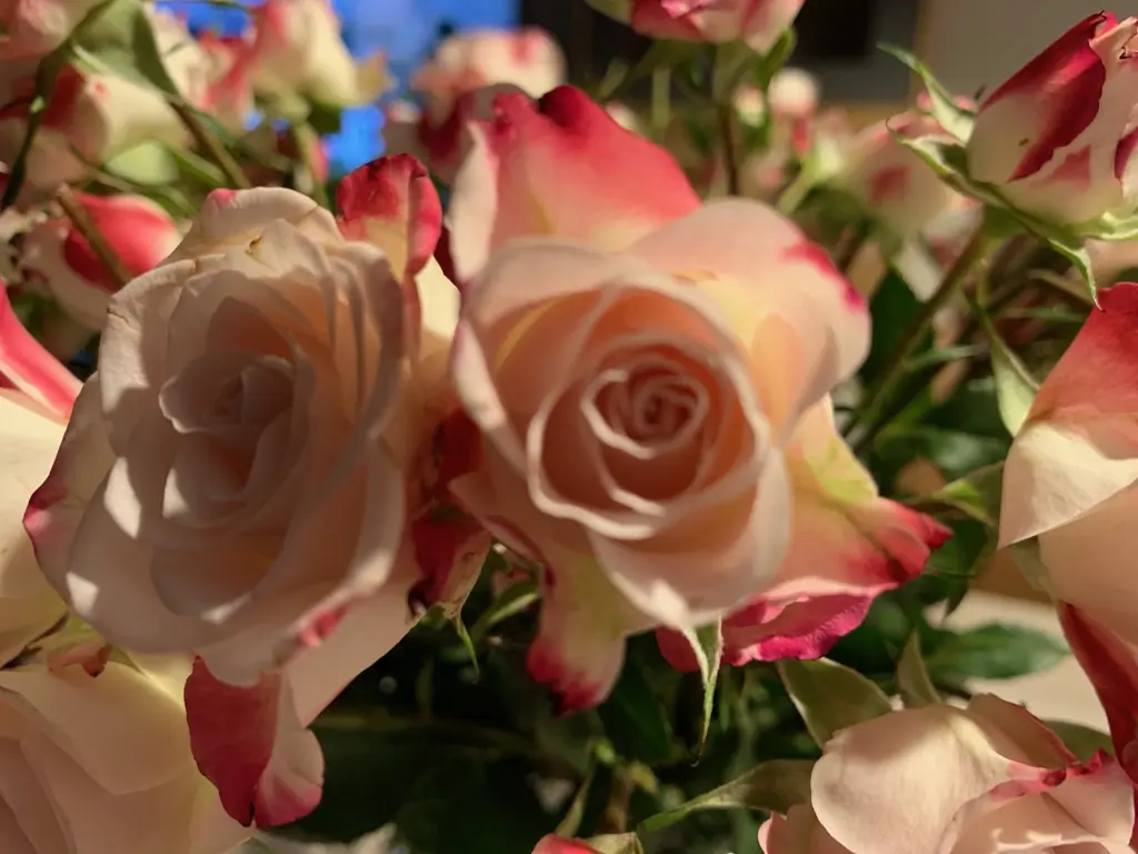 Andachtsbild von  ❤️♥★ Maja ❤️ zum Gedenken - 154 Wochen ★♥❤️