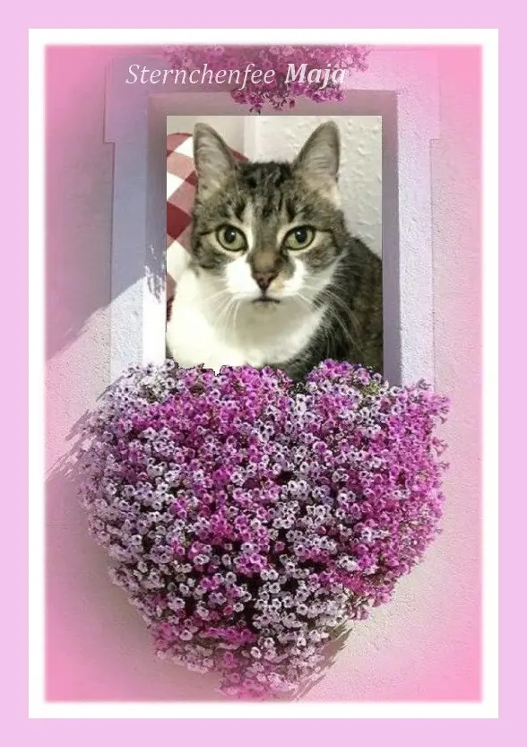 Andachtsbild von Maja✰ Bini✰ Bou's✰ 3. Sternchengeburtstag꧁❤️