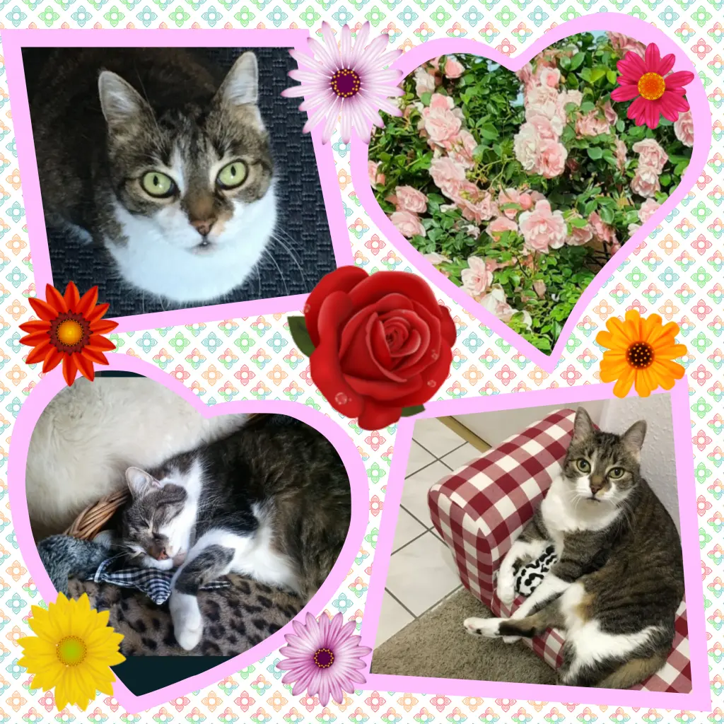 Andachtsbild von ❤️Eike und Edeltraud mit unseren sieben Sternchen tief im Herzen ❤️ ❤️ ❤️ ❤️ ❤️ ❤️ ❤️ 