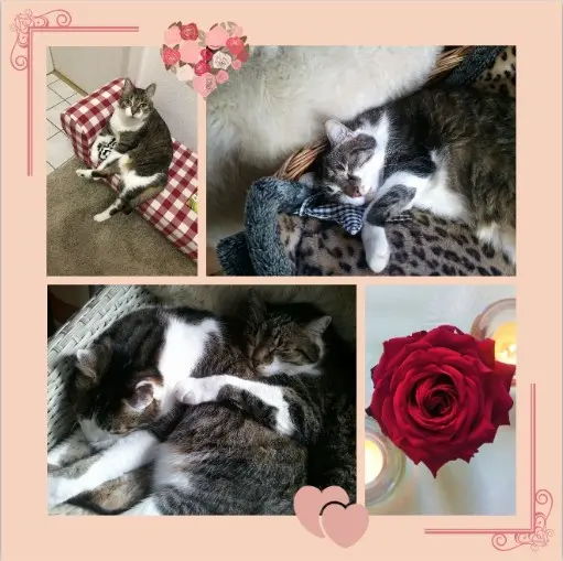 Andachtsbild von Für Maja zum 3. Sternchen-Tag