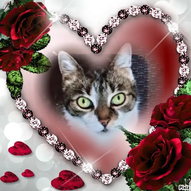 Andachtsbild von Für das unvergessene kleine Sternchen Maja♥️