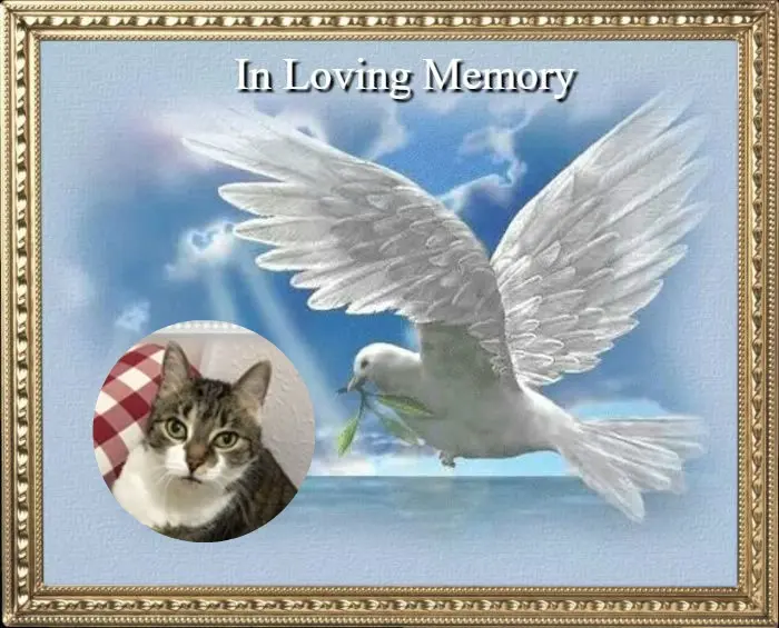 Andachtsbild von 3. Sternchen❤️❤️❤️Gedenktag❤️❤️❤️