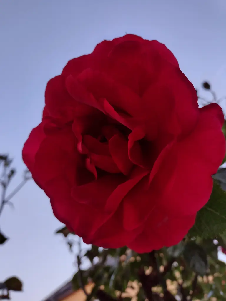 Andachtsbild von Corinna mit Emma, Pummelchen und anderen Sternlein im Herzen