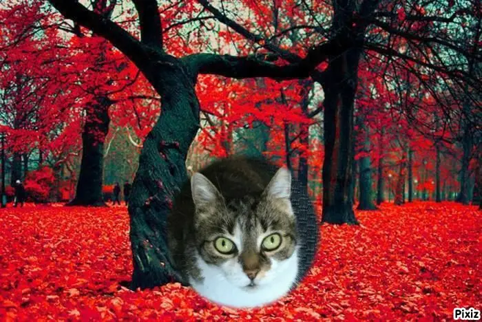 Andachtsbild von Tanja mit Timmy im Herzen 