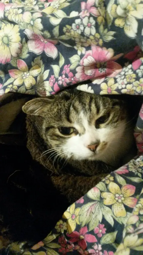 Andachtsbild von Corinna mit Emma, Pummelchen und anderen Sternlein im Herzen