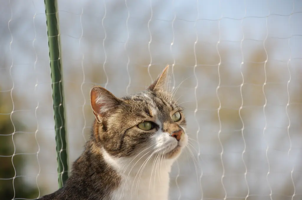 Andachtsbild von ❤️☆.:*´¨`*:.•.¸¸ Zum 41. Gedenkmonat für ❤️ BINI¸¸.•.:*´¨`*:.☆❤️