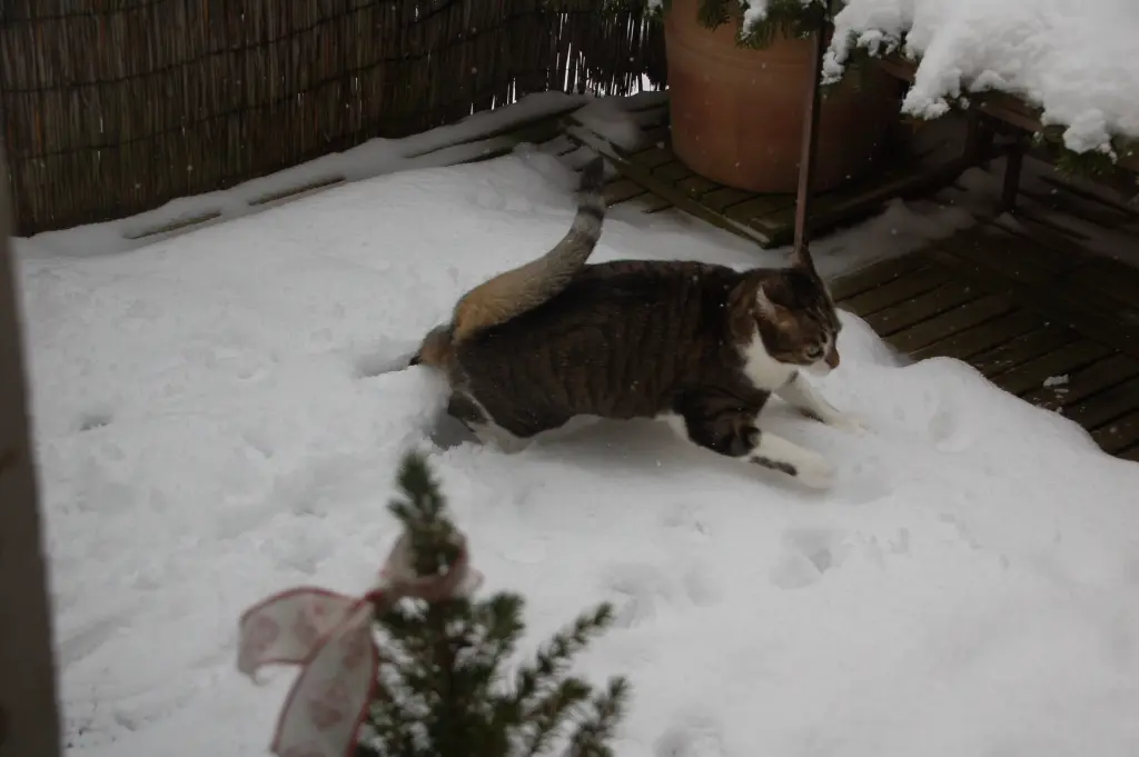 Andachtsbild von **:.☆*.:｡.✬.Grüße an unser Sternchen❤️.✬.｡.:* ☆:**:.: