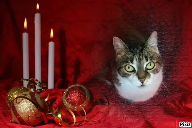 Andachtsbild von Tanja mit Timmy im Herzen 