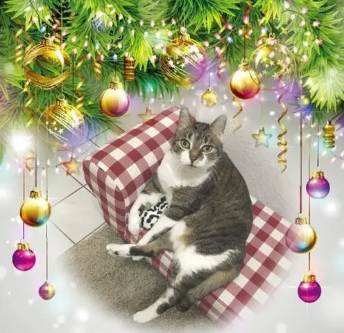 Andachtsbild von Frohe❤❤❤Weihnachten❤❤❤