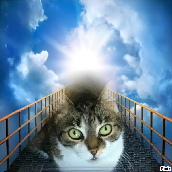 Andachtsbild von Tanja mit Timmy im Herzen 