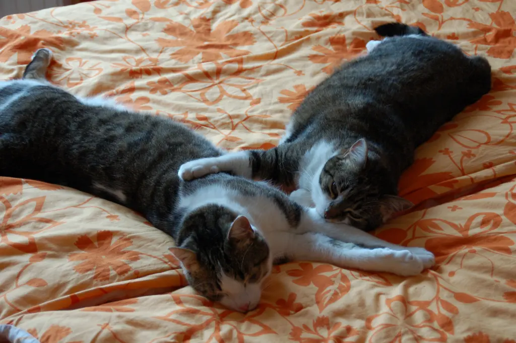 Andachtsbild von ღ꧁꧂ღHimmelspostღ꧁꧂ღ