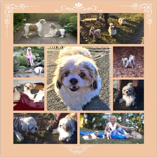 Andachtsbild von Sonntagsrosen für Maja mit einem besonderen Dank