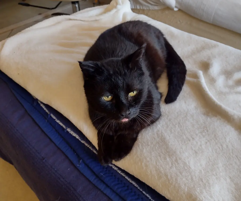 Andachtsbild von Corinna mit Emma, Pummelchen und anderen Sternlein im Herzen