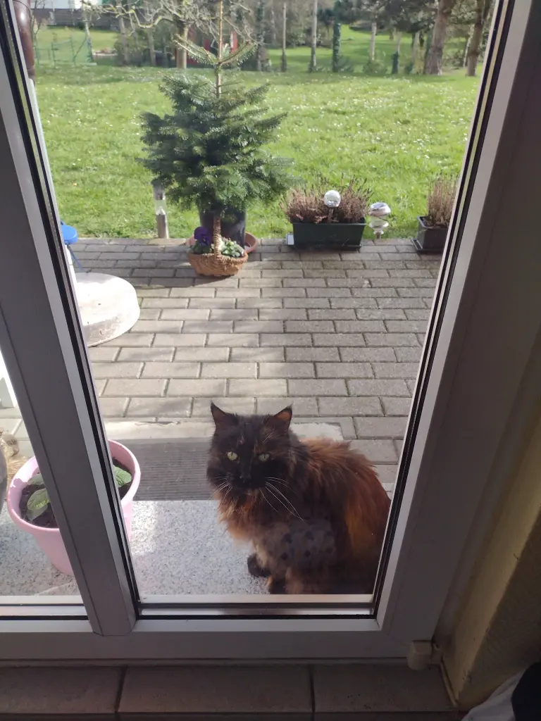 Andachtsbild von Corinna mit Emma, Pummelchen und anderen Sternleine im Herzen