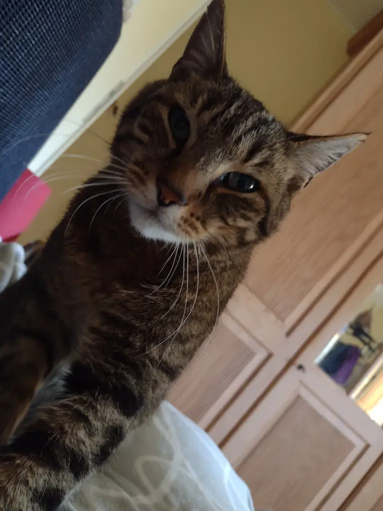 Andachtsbild von Corinna mit Emma, Pummelchen, Grizzly und anderen Sternlein im Herzen