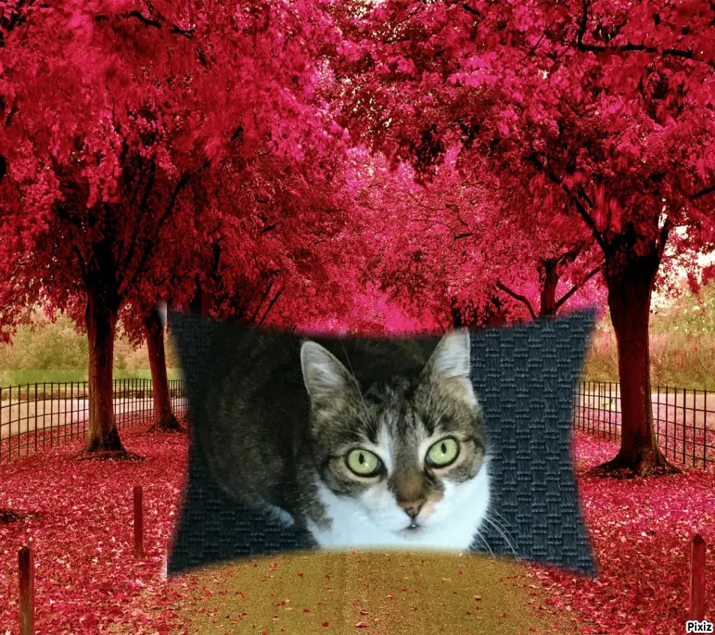 Andachtsbild von Tanja mit Timmy im Herzen 