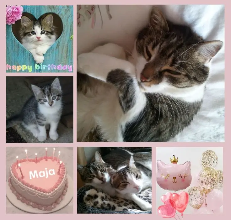 Andachtsbild von Geburtstagsrosen für Maja