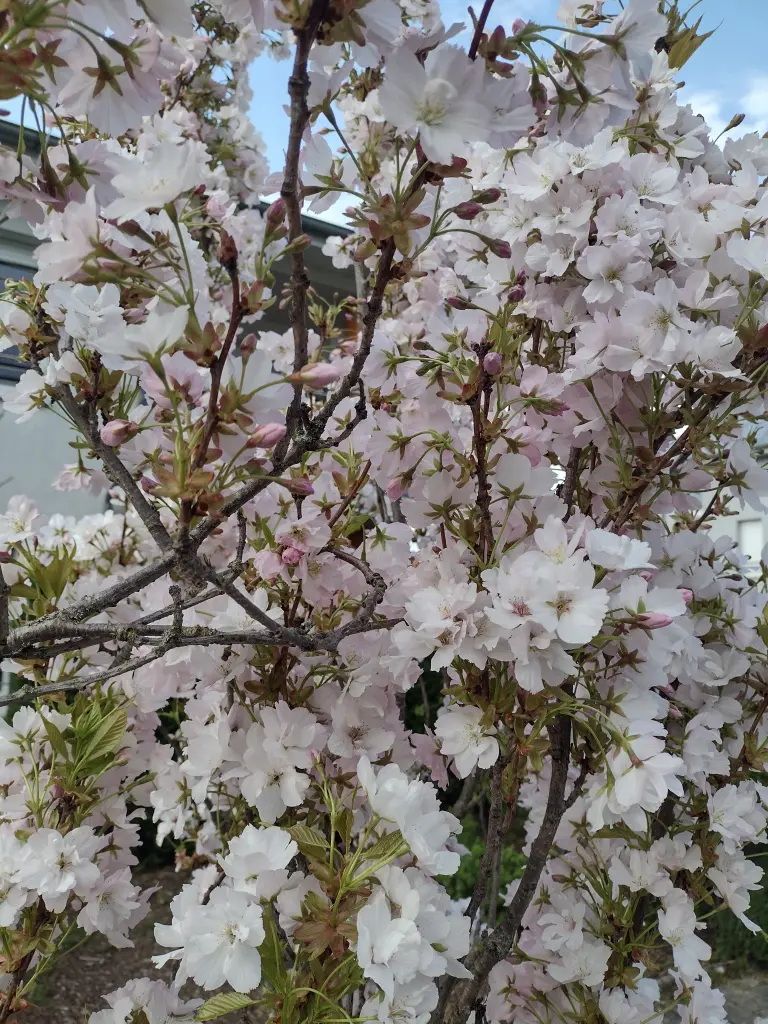 Andachtsbild von Corinna mit Emma, Pummelchen und anderen Sternlein im ❤️