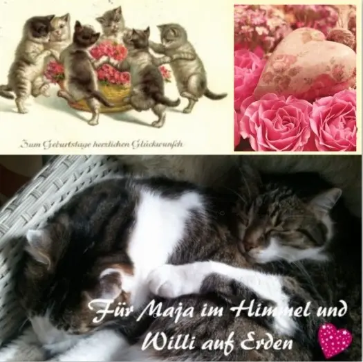 Andachtsbild von Rosen für Maja zum 16. Geburtstag