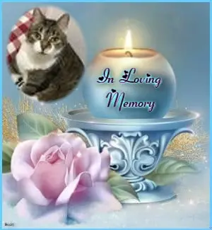 Andachtsbild von 4.Sternchen❤️Gedenktag❤️❤️❤️❤️