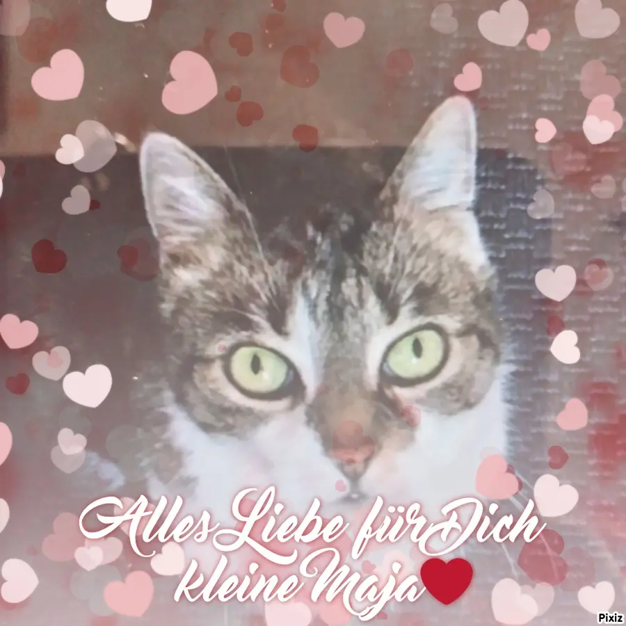 Andachtsbild von Für Dich kleine Maja ❤️