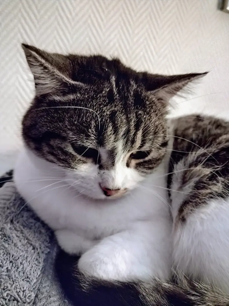 Andachtsbild von Corinna mit Emma, Pummelchen und anderen Sternlein im ❤️