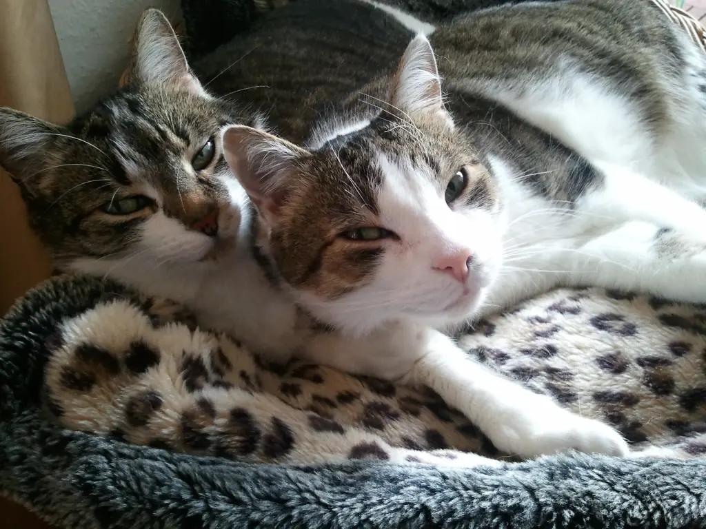 Andachtsbild von  ✬¸.•*¨*•.☆Himmelsgrüße an Maja✬¸.•*¨*•.☆❤️