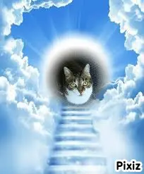 Andachtsbild von Tanja mit Timmy im Herzen 