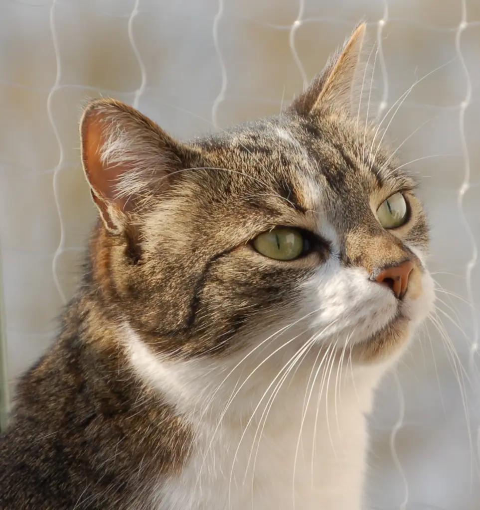 Andachtsbild von ✬¸.•*¨*•.☆ Maja ❤️ zum Gedenken - 50 Monate ☆.•*¨*•.¸✬