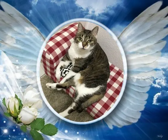 Andachtsbild von Rosenchen❤️❤️❤️❤️❤️❤️❤️❤️❤️❤️❤️❤️fur Majenchen❤️⭐️