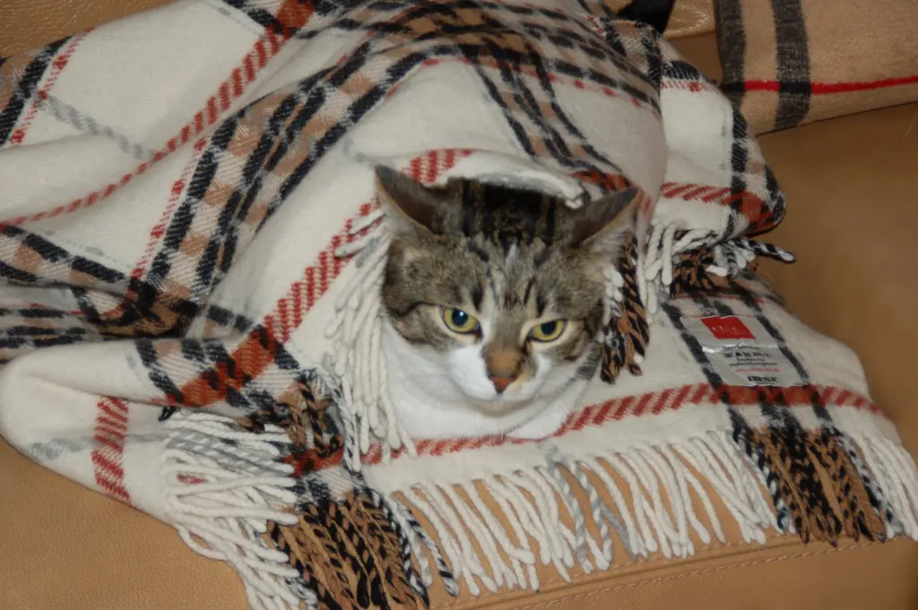 Andachtsbild von ❀ ´¯`*•.¸¸ ❀ Himmelsgrüße ❀ ´¯`*•.¸¸ ❀❤️