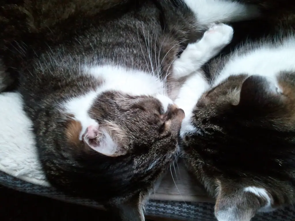 Andachtsbild von ✬¸.•*¨*•.☆Für Maja ❤️ zum Gedenken - 52 Monate ✬¸.•*¨*•.☆❤️