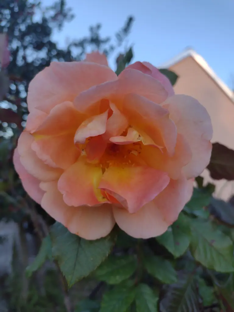 Andachtsbild von Corinna mit Emma, Pummelchen und anderen Sternlein im ❤️