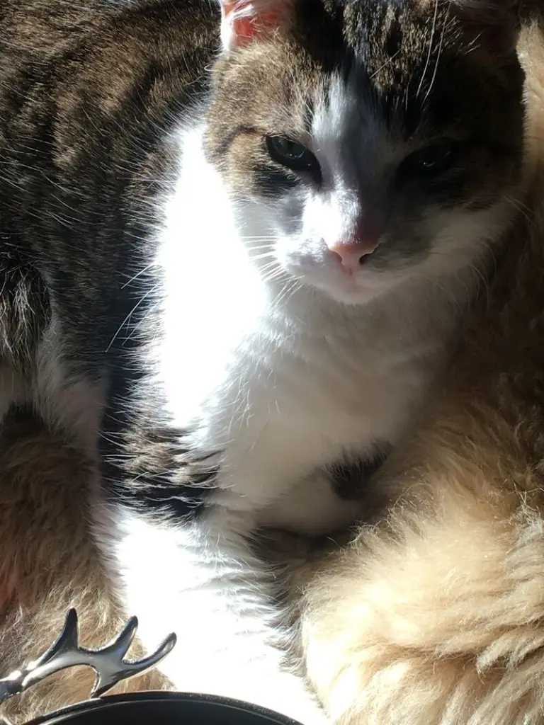 Andachtsbild von ✬¸.•*¨*•.☆Himmelsgrüße an Willi`s Schutzengel✬¸.•*¨*•.☆❤️