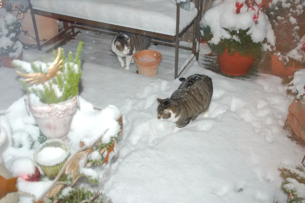 Andachtsbild von ✬¸.•*¨*•.☆Für Maja ❤️ zum Gedenken - 55 Monate ✬¸.•*¨*•.☆❤️