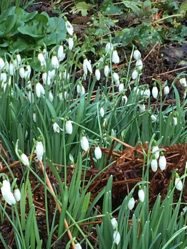 Andachtsbild von ❀✰ ¸.•*¨*•.¸☆Frühlingsgruß an ❤️Bou☆¸.•*¨*•.¸❀✰