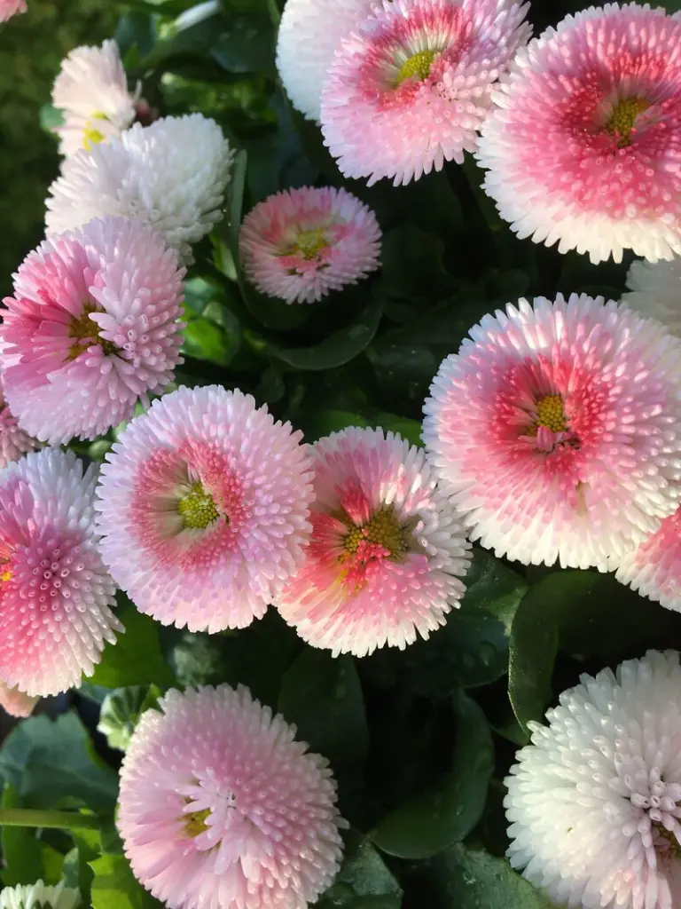 Andachtsbild von ❀¸.•*¨*•.☆Für Maja ❤️ zum Gedenken - 58 Monate ☆¸.•*¨*•.❀❤️