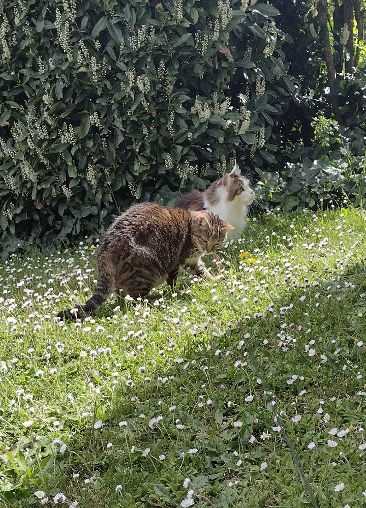 Andachtsbild von Corinna mit Emma, Jengi, Pummelchen und anderen Sternleine im Herzen
