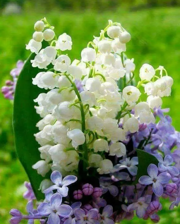 Andachtsbild von Corinna mit Emma, Jengi, Pummelchen und anderen Sternleine im Herzen