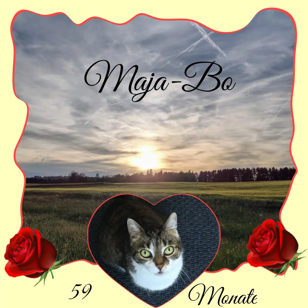 Andachtsbild von Corinna mit Emma, Jengi, Pummelchen und anderen Sternleine im Herzen