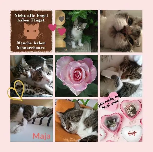 Andachtsbild von Rosen für Maja zum 5. Sternchentag