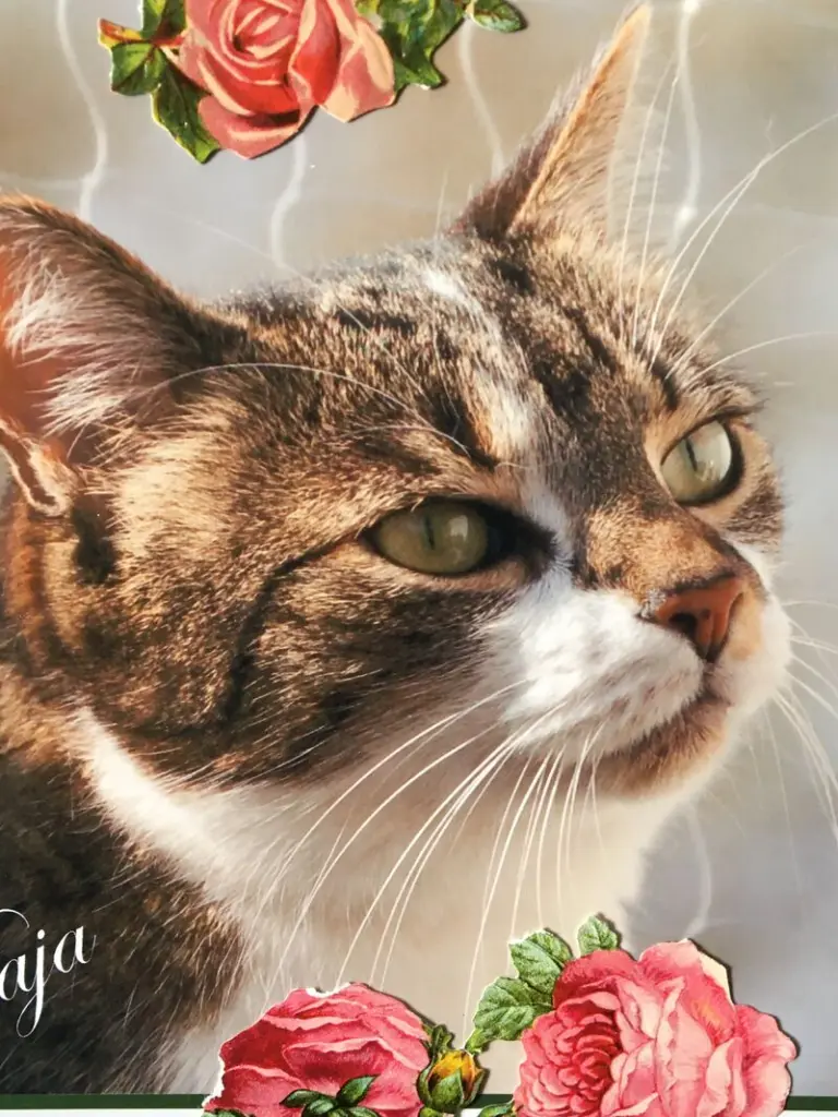 Andachtsbild von  *¨*•.☆✬ Himmelsgruß an unsere geliebte Maja❤️ ☆✬¸.•*¨*