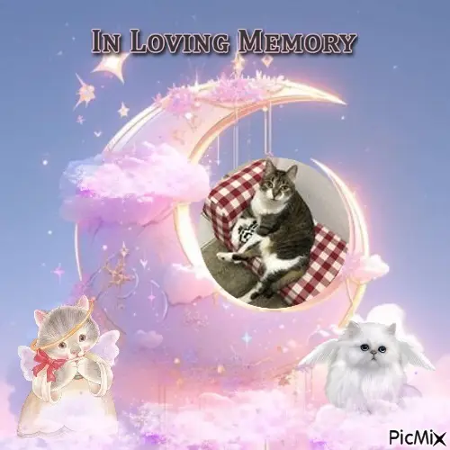 Andachtsbild von 5.Sternchen❤Gedenktag❤❤❤❤❤