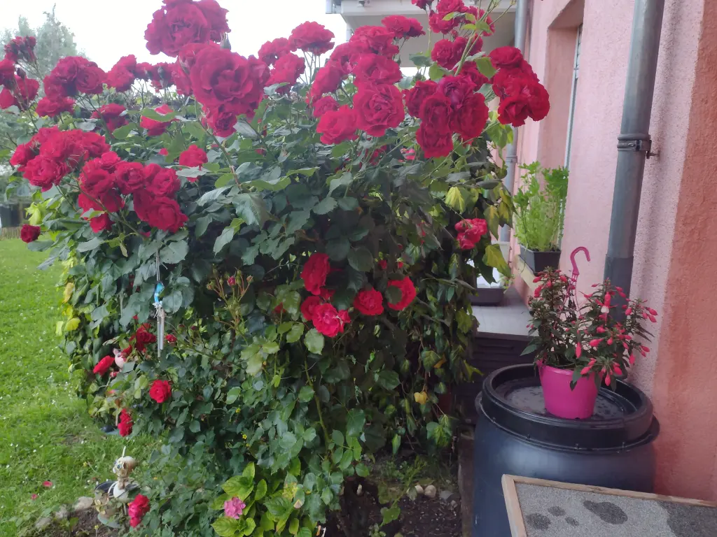 Andachtsbild von Corinna mit Emma, Jengi, Pummelchen und anderen Sternleine im Herzen