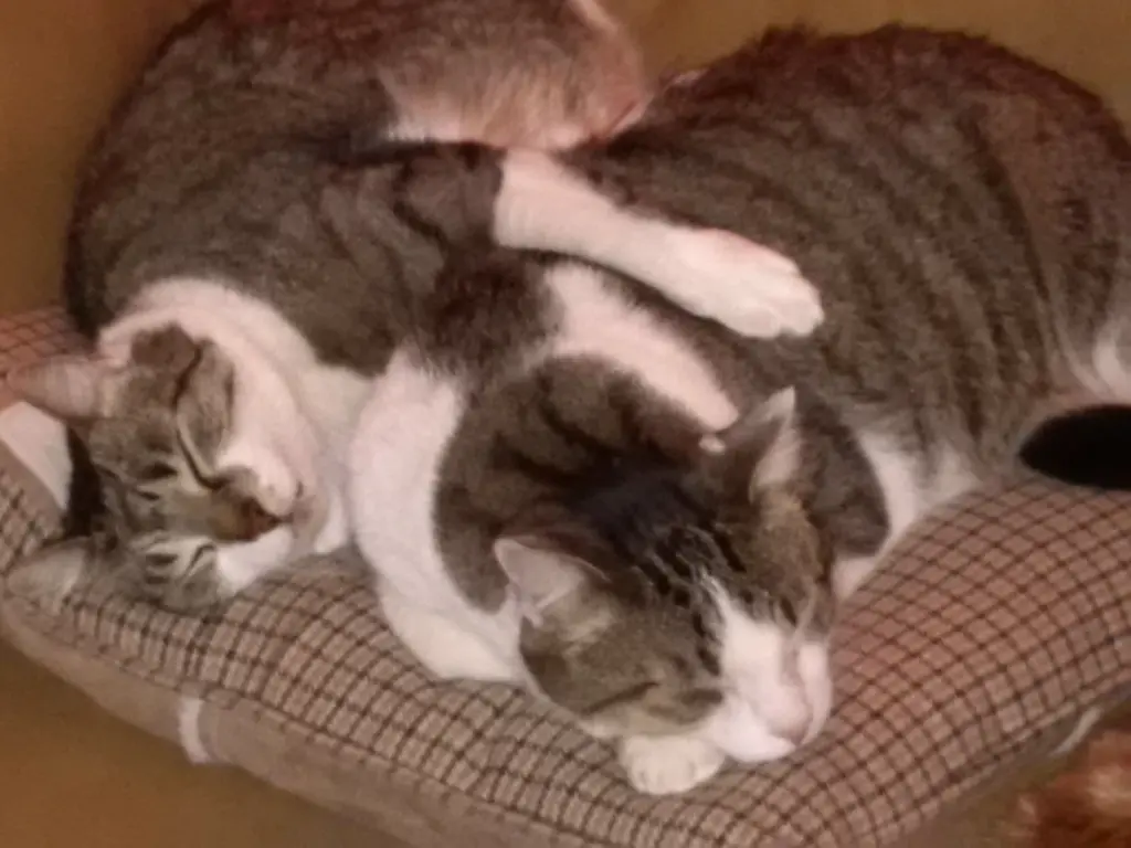 Andachtsbild von *¨*•.☆✬ Himmelsgruß und Gute Nacht❤️ ☆✬¸.•*¨*