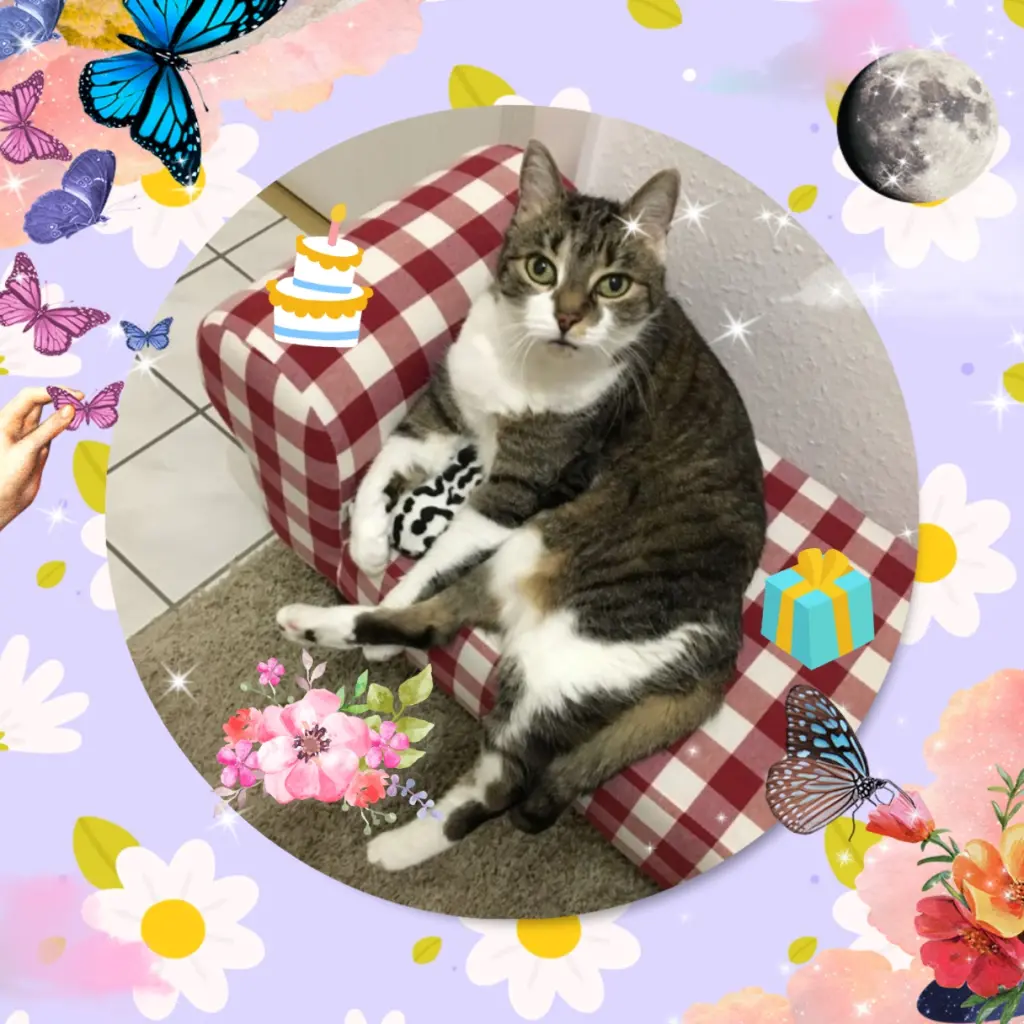 Andachtsbild von ❤️5. Sternchengeburtstag Maja- Bou ❤️