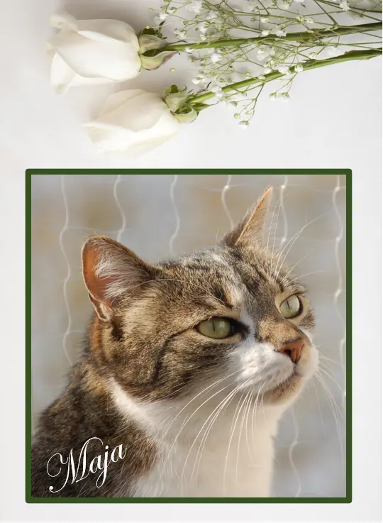 Andachtsbild von *¨*•.☆✬ Zum Gedenken an Bou❤️ ☆✬.•*¨*