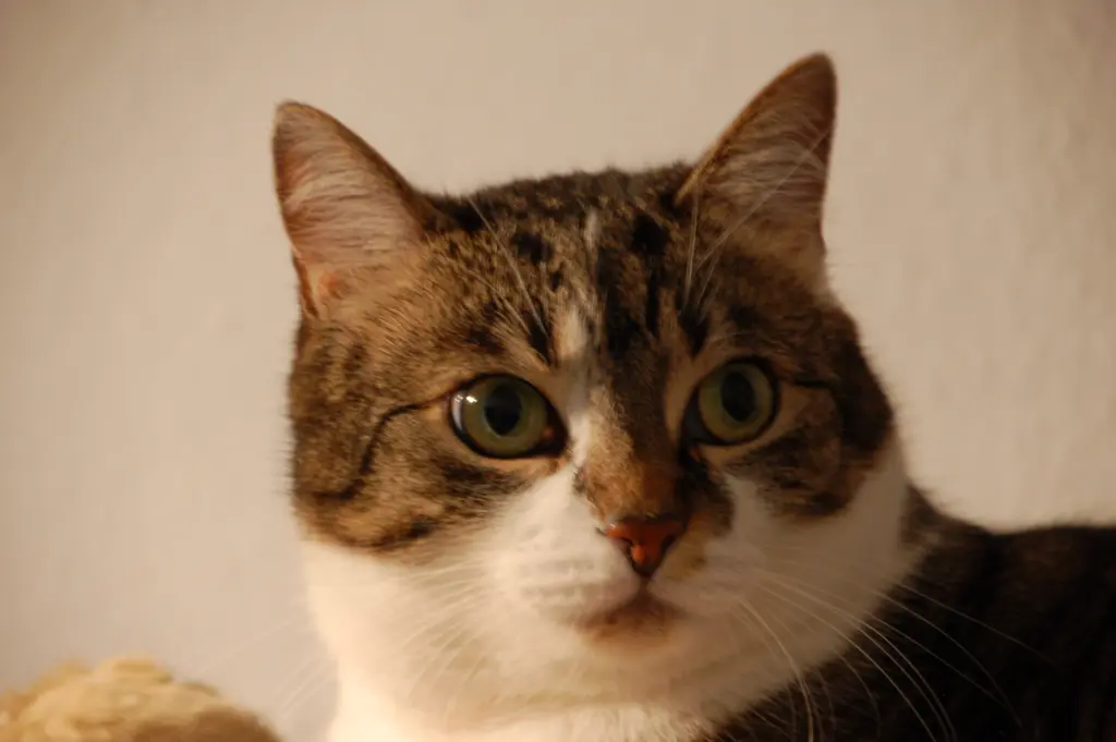 Andachtsbild von ✬¸.•*¨*•.☆Für Bou ❤️ zum Gedenken - 61 Monate ✬¸.•*¨*•.☆❤️