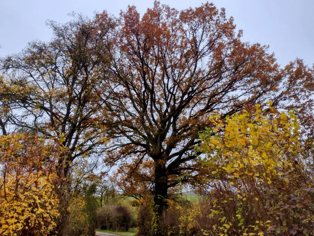 Andachtsbild von Corinna mit Emma, Vinni-Ved, Jengi, Blacky, Pummelchen und anderen Sternleine im Herzen